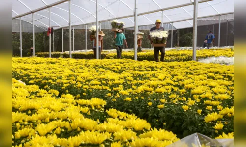 
							Produção de flores para o dia de finados movimenta a economia, em Apucarana
						
						