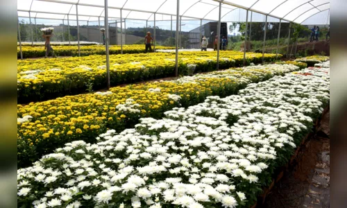 
							Produção de flores para o dia de finados movimenta a economia, em Apucarana
						
						