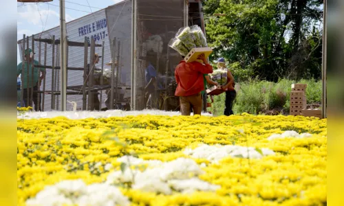 
							Produção de flores para o dia de finados movimenta a economia, em Apucarana
						
						
