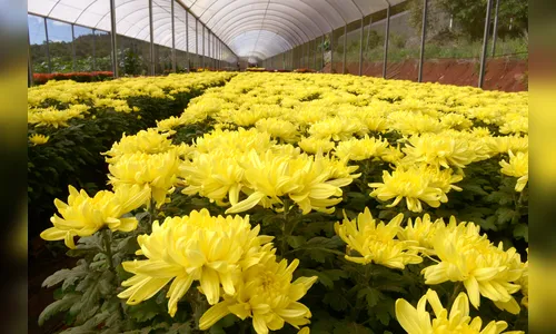 Produção de flores para o dia de finados movimenta a economia, em Apucarana