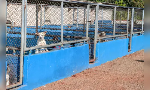 Apucarana sedia encontro regional de proteção e defesa dos animais