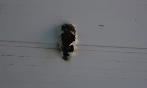 
							Objeto não identificado cai do céu e derrete parte do forro de casa em Ponta Grossa
						
						