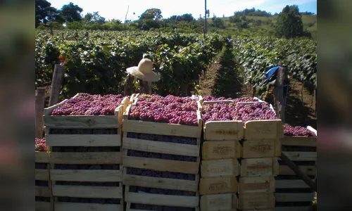 Rosário do Ivaí se prepara para a 7ª edição da Caminhada Internacional na Natureza