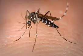 Três municípios paranaenses estão em epidemia de dengue