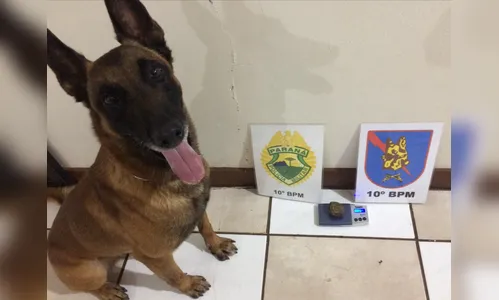 PM apreende maconha na Vila Regina em Apucarana