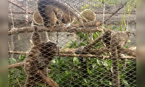 Polícia Civil prende homem por manter ilegalmente macacos em cativeiro