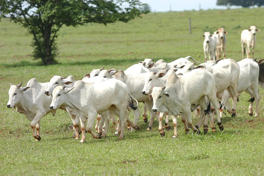 O cadastro precisa ser atualizado até 30 de novembro. (Foto: AEN)