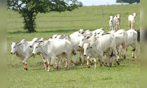 Produtor precisa atualizar o cadastro de todos os animais