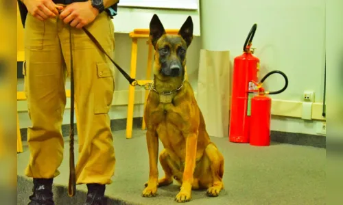 
						
							Canil do 10º BPM realiza palestra sobre prevenção de mordidas de cães
						
						