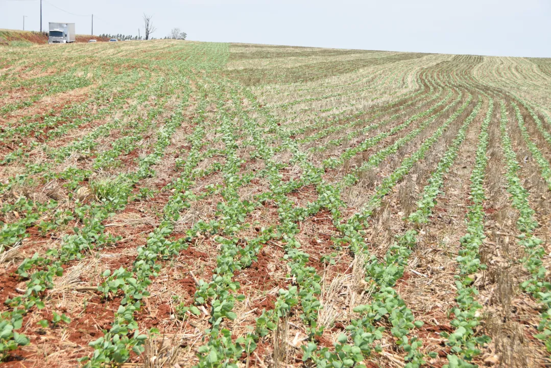 Da área plantada com a soja na regional 80% se encontra em fase de germinação e 20% entrando em fase de desenvolvimento. (Foto: Ivan Maldonado)