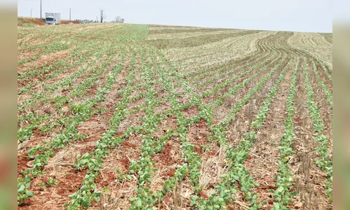 Plantio de grãos safra verão 2019/2020 chega à reta final na região de Ivaiporã