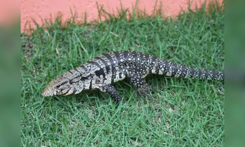 Mais um animal silvestre é capturado em área urbana de Arapongas; VEJA VÍDEO