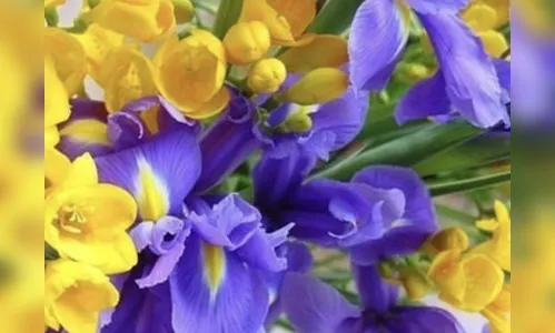 Os encantos das Orquideas 