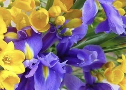 Os encantos das Orquideas 