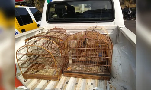 Guarda Ambiental apreende pássaros silvestres em cativeiro, em Arapongas