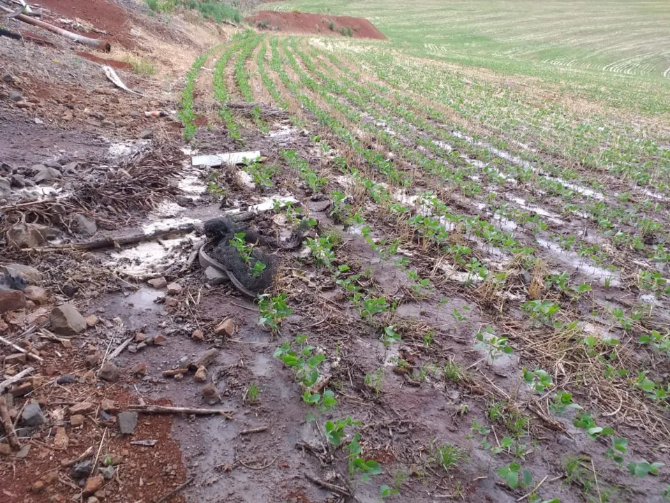 GM Ambiental de Apucarana investiga descarte irregular em plantação de soja; veja vídeo