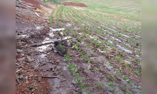 GM Ambiental de Apucarana investiga descarte irregular em plantação de soja; veja vídeo