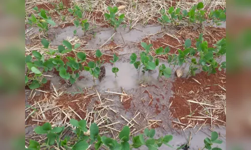 
							GM Ambiental de Apucarana investiga descarte irregular em plantação de soja; veja vídeo
						
						