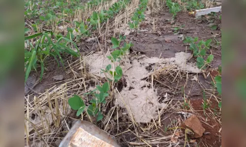
							GM Ambiental de Apucarana investiga descarte irregular em plantação de soja; veja vídeo
						
						