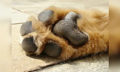 Dono de clínica veterinária é autuado por maus tratos, em Arapongas