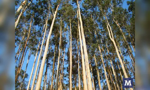 Idoso morre após ser atingido por galho de eucalipto na região