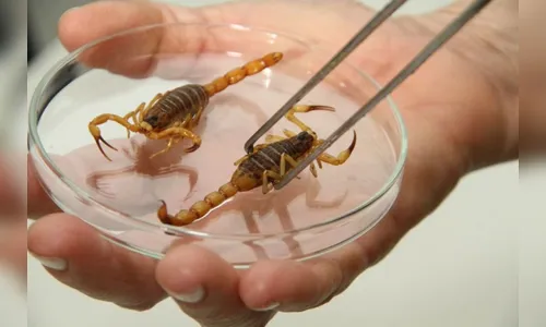 Limpar e organizar o ambiente em que vivemos são formas de prevenir o aparecimento de aranhas e escorpiões