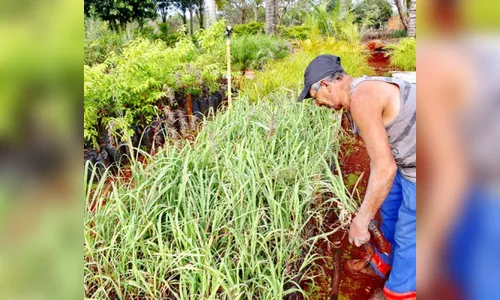 Repelentes naturais são entregues gratuitamente em Apucarana; veja vídeo