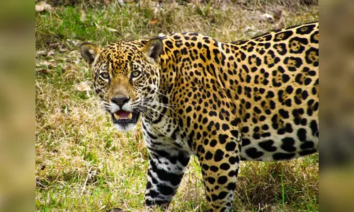 Polícia investiga abate de três onças-pintadas em Mato Grosso