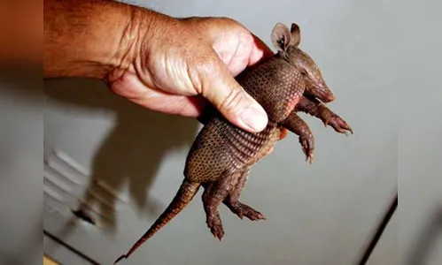 Polícia Militar de Ivaiporã flagra homem carregando filhote de tatu dentro de bolsa escolar