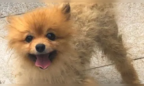 
							Veterinária é presa suspeita de maus-tratos; oito cães doentes foram resgatados
						
						