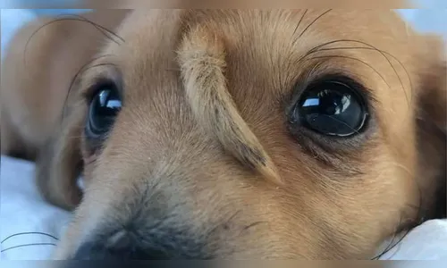 Conheça a história do ‘cãozinho unicórnio’, que nasceu com um rabo na testa