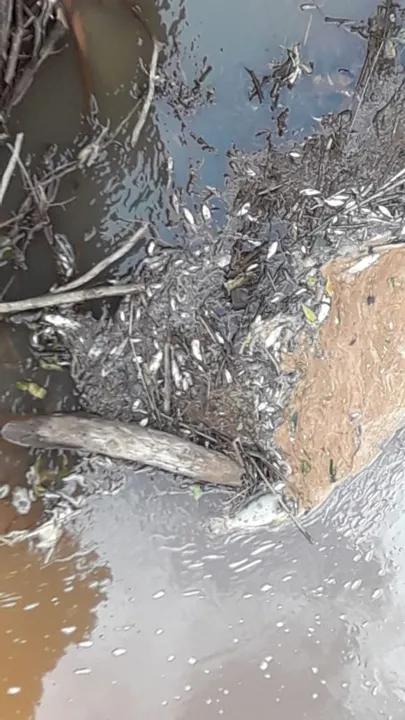 Agricultor encontra peixes mortos entre Rio Bom e Novo Itacolomi