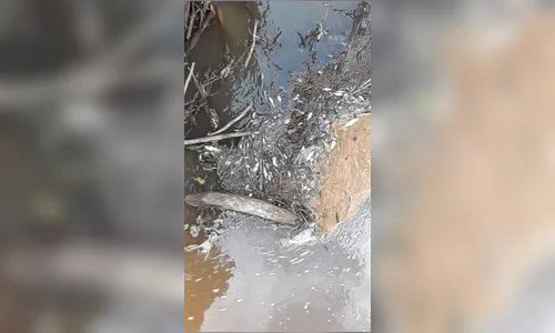 Mortandade de peixes causa indignação em Novo Itacolomi 