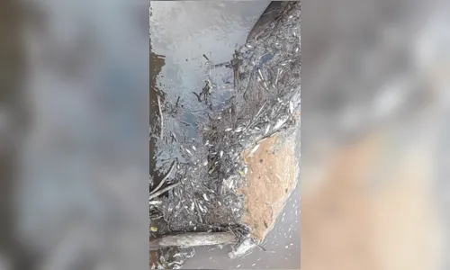 
							Agricultor encontra peixes mortos entre Rio Bom e Novo Itacolomi
						
						