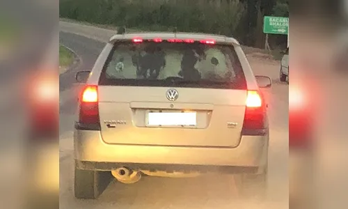 Veterinária flagra vaca sendo transportada dentro de carro em rodovia
