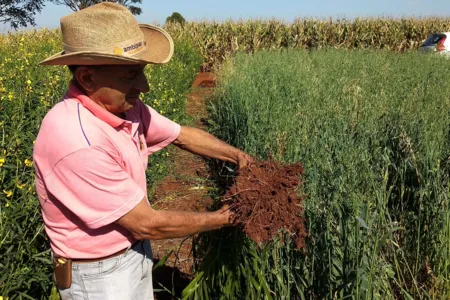 A adubação verde pode ser feita com braquiária ou outras culturas como aveias, nabo, milheto e crotalária. (Foto: AEN)