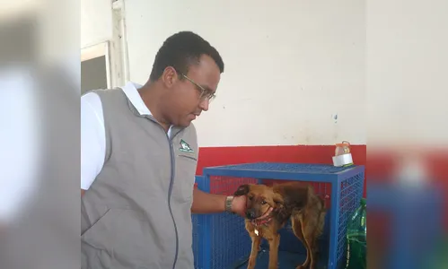 Canil Municipal recebe quatro denúncias diárias de maus tratos contra animais; assista ao vídeo