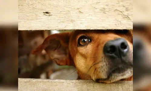 Idoso é suspeito de praticar zoofilia com cadela