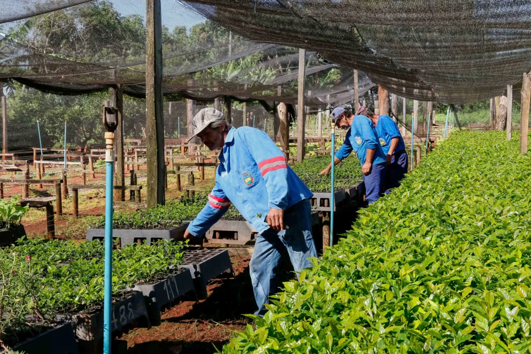 Apucarana amplia área cultivada e resgata cafeicultura
