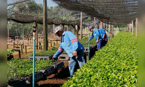 Apucarana amplia área cultivada e resgata cafeicultura