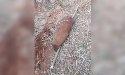 
							Caçadores trocam tiros com a  PM de Rolândia 
						
						