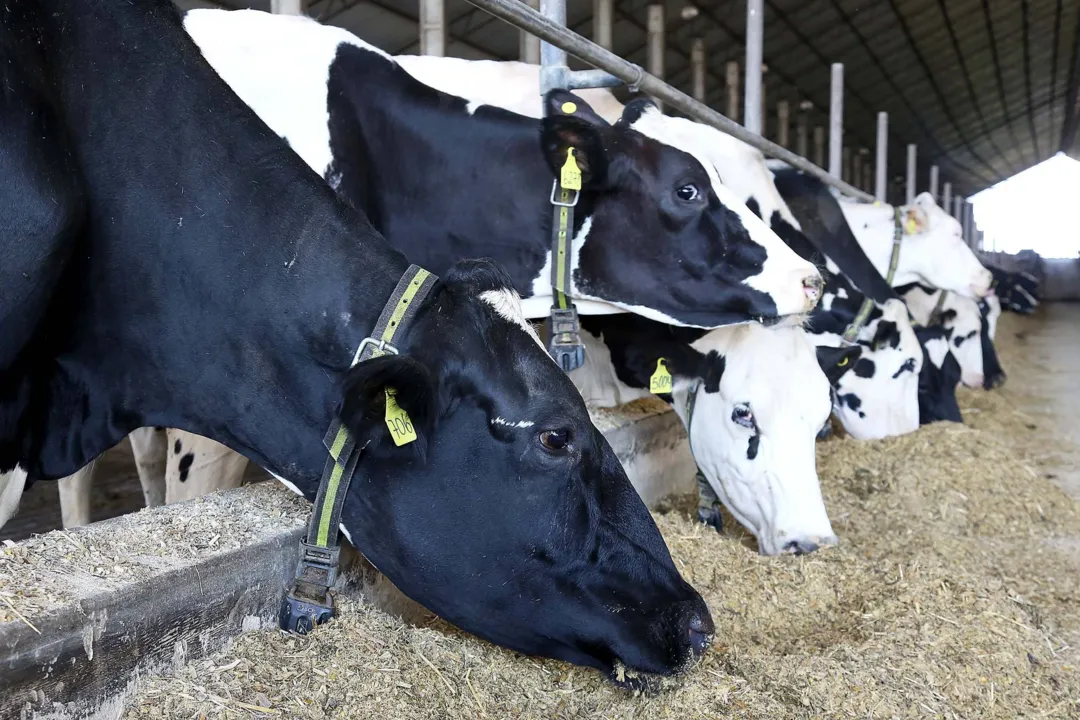 Com a suspensão da vacinação, o processo semestral de atualização se estende para outros produtores de animais. (Foto: AEN)