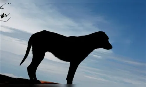 Homem estupra cadela em Apucarana