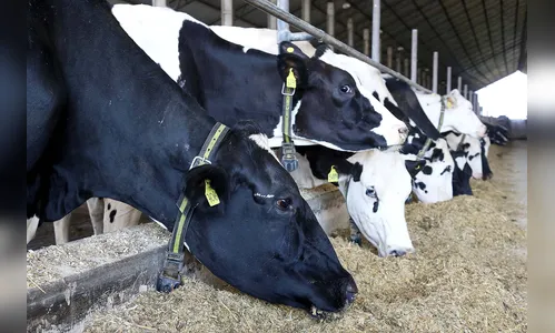 Atualização cadastral de animais termina dia 30