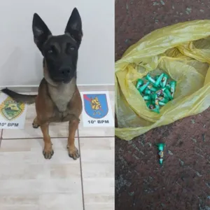 Drogas foram apreendidas com apoio de cão de faro