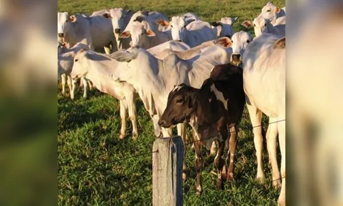 Criminosos abatem novilha e furtam carne em sítio no Bairro Fogueira 