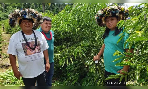 Café especial produzido por indígenas será comercializado por marca famosa