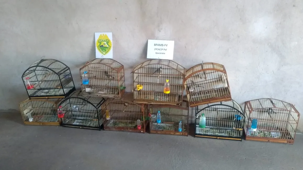 PM Ambiental apreende oito pássaros em Marilândia do Sul 
