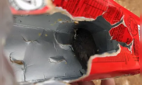 GM de São José dos Pinhais encontra pássaros presos em garrafas 