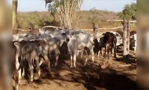 Ladrões levam cinco garrotes de propriedade rural em Rosário do Ivaí